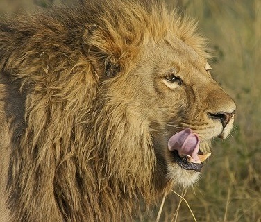 lion peur